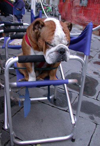 bull dog italien
Florence, Toscane, Italie