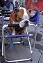 bull dog italien
Florence, Toscane, Italie