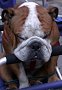 bull dog italien
Florence, Toscane, Italie